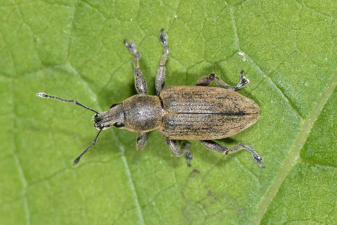 Curculionidae: Tanymecus palliatus?